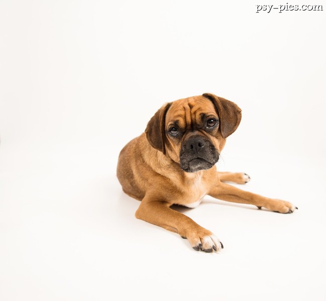 Pies Puggle