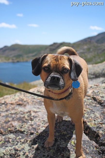 Pies Puggle