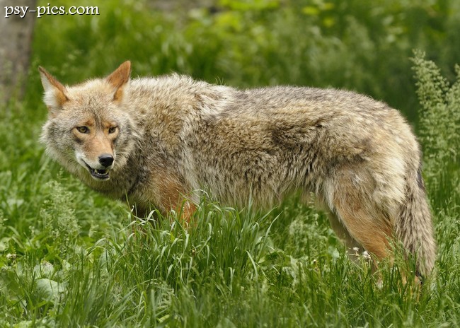 Kojot (Canis latras)