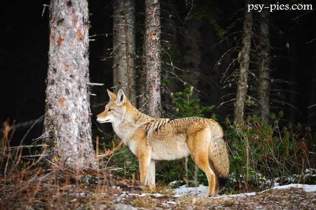 Kojot (Canis latras)