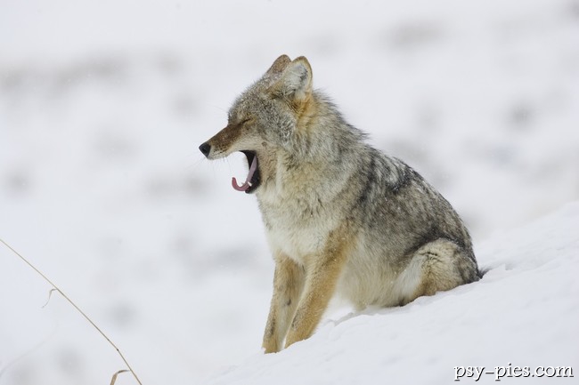 Kojot (Canis latras)