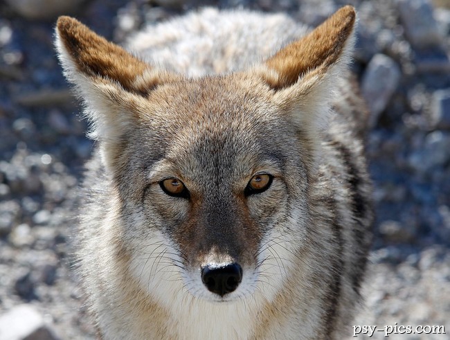 Kojot (Canis latras)