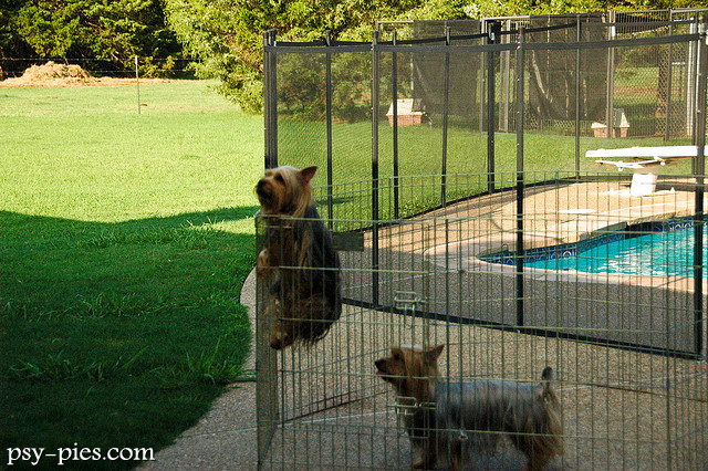 Australian Silky Terrier