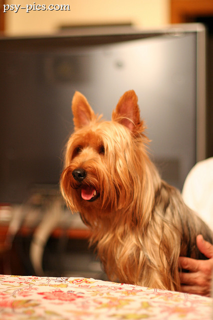 Australian Silky Terrier
