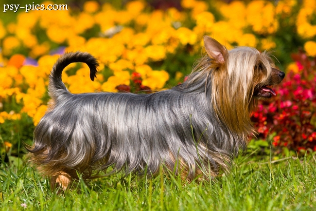 Australian Silky Terrier