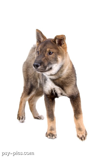Shikoku na spacerze w lesie