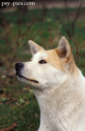 Akita inu