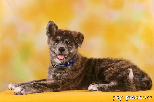 Akita inu