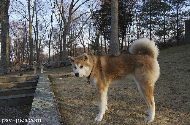 Akita inu