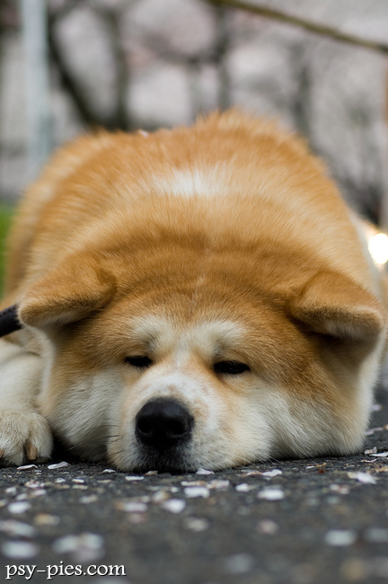Akita inu