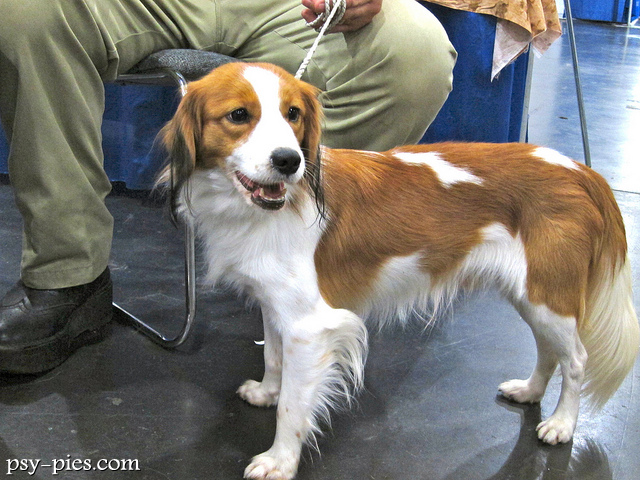 Kooikerhondje