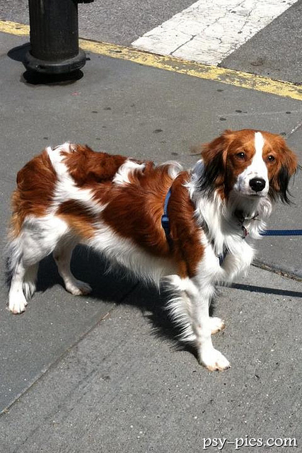 Kooikerhondje