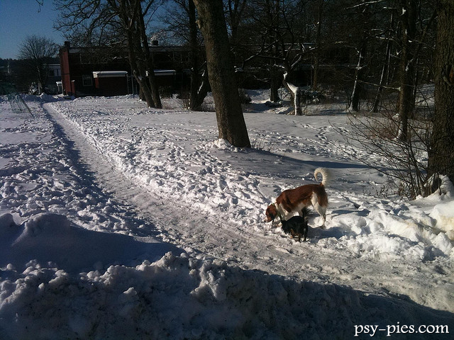Kooikerhondje