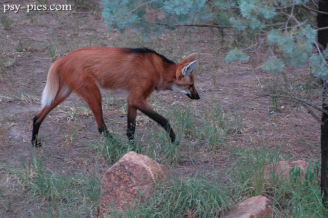 Psowate - Wilk grzywiasty (Chrysocyon brachyurus)