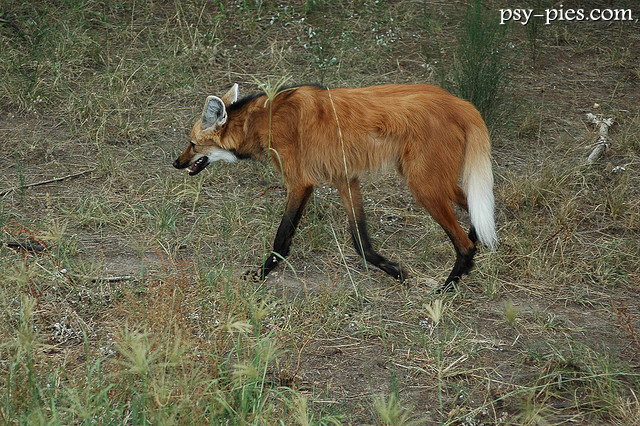 Psowate - Wilk grzywiasty (Chrysocyon brachyurus)