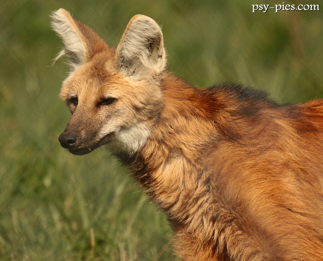 Psowate - Wilk grzywiasty (Chrysocyon brachyurus)
