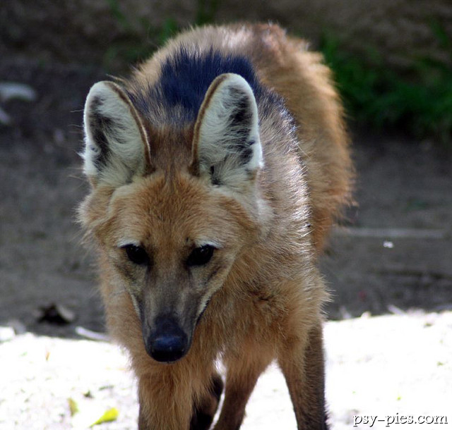 Psowate - Wilk grzywiasty (Chrysocyon brachyurus)