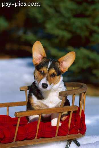 Welsh Corgi Pembroke