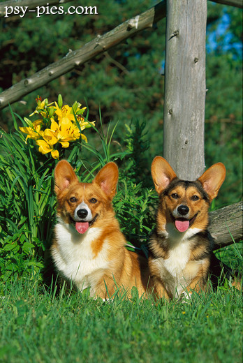 Welsh Corgi Pembroke