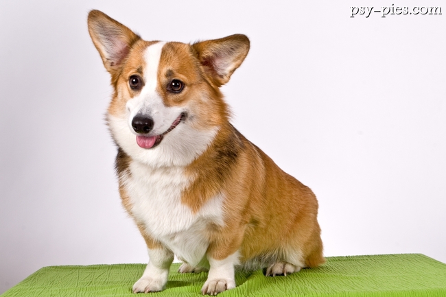 Welsh Corgi Pembroke