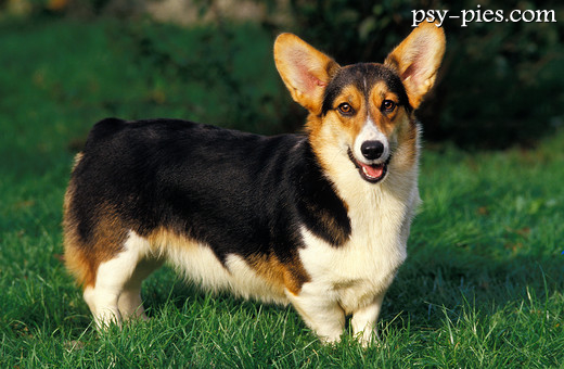 Welsh Corgi Pembroke