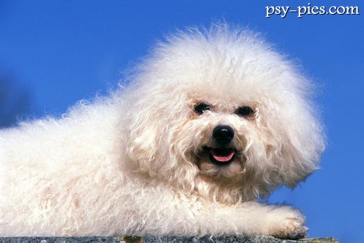 Bichon Frise