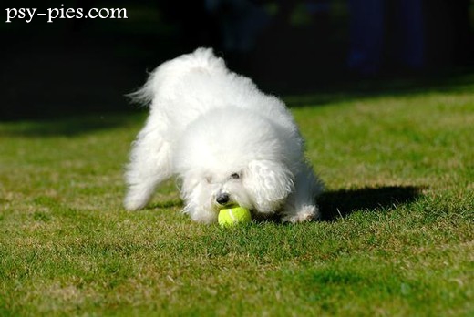 Bichon Frise