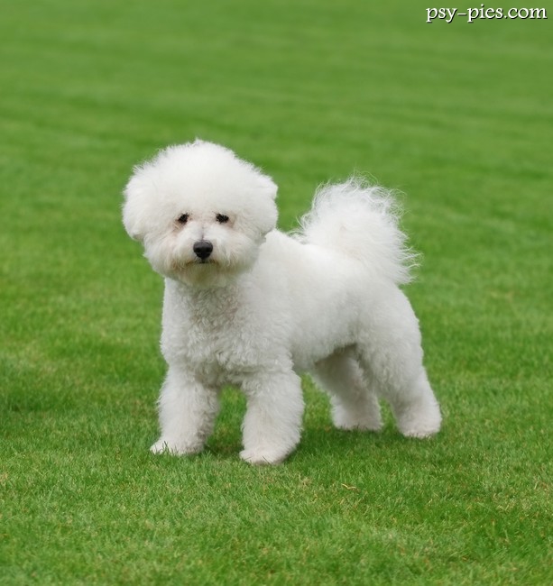 Bichon Frise