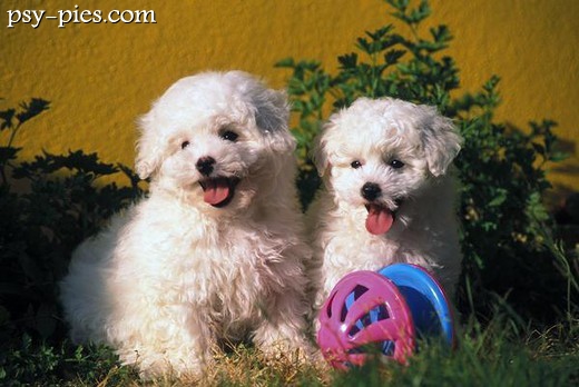 Bichon Frise