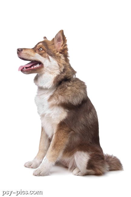 Fiński Lapphund (Lapinkoira)