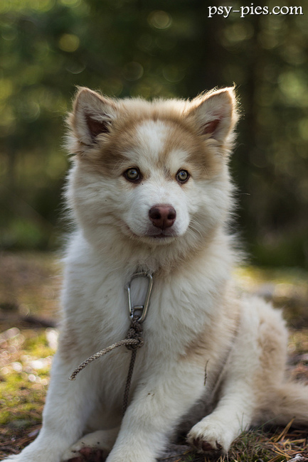 Fiński Lapphund (Lapinkoira)