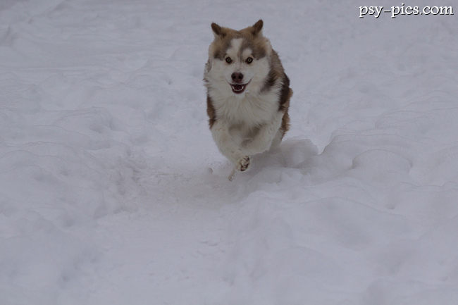 Fiński Lapphund (Lapinkoira)
