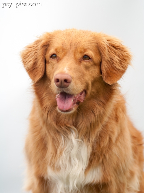 Retriever z Nowej Szkocji podczas treningu