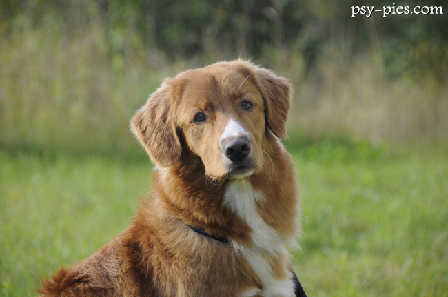 Rudy retriever odpoczywający na trawie