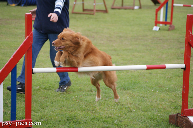 Szczeniak nova scotia duck tolling retrievera
