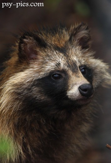 Jenot (Nyctereutes procyonoides)