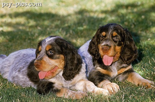 Spaniel pikardyjski odpoczywający na trawie