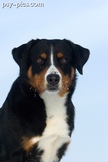 Portret psa appenzeller