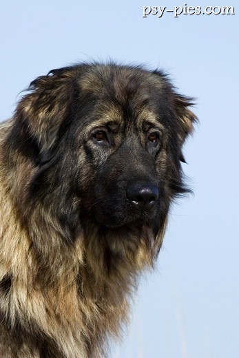 Sarplaninac