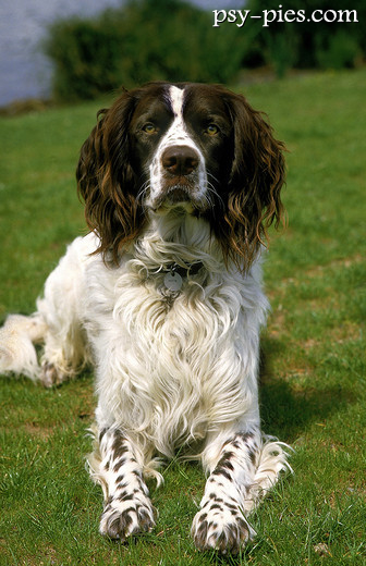 Spaniel francuski