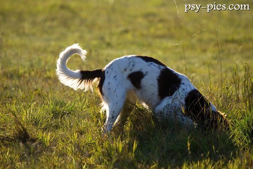spaniel francuski