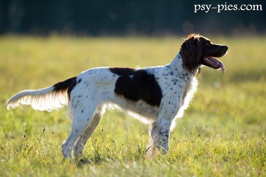Rasa psa Spaniel francuski