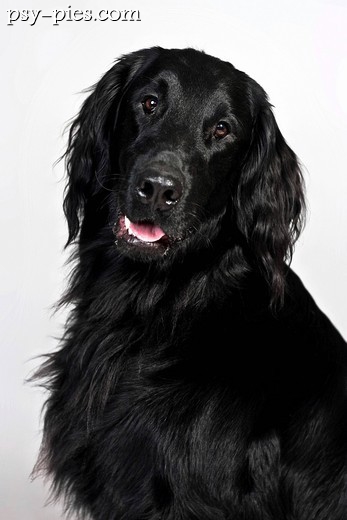 Portret flat coated retrievera
