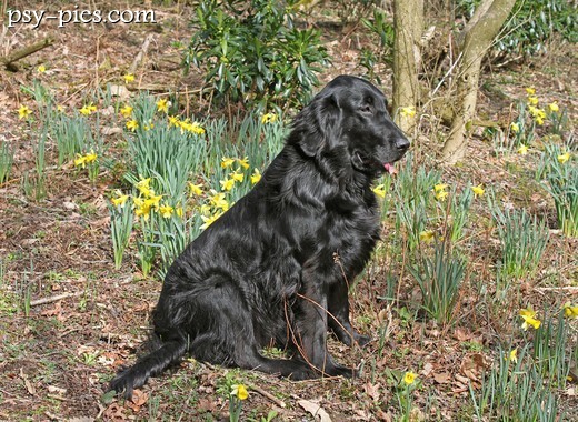 Flat coated retriever na wiosennej łące
