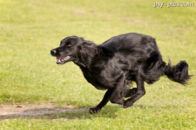 Biegnący flat coated retriever