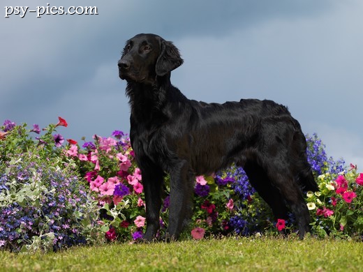 Flat coated retriever o wątrobianym umaszczeniu