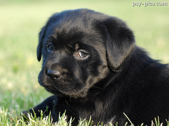 Labrador retriever czarny