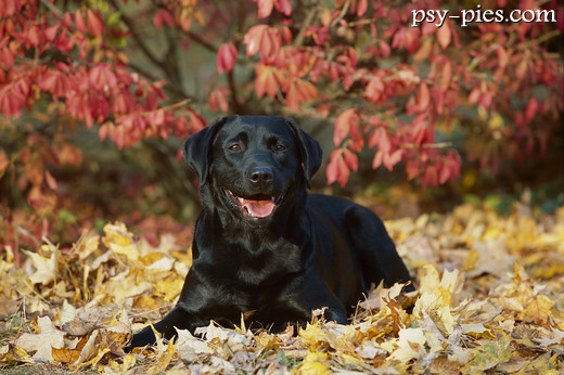 Labrador retriever czarny