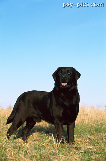 Labrador retriever czarny