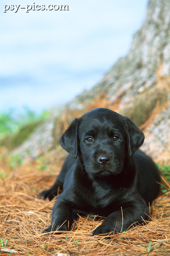 Labrador retriever czarny